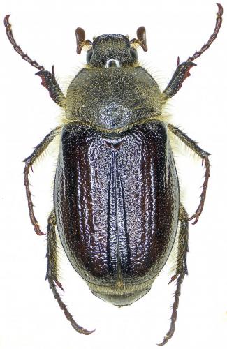 Amphimallon atrum